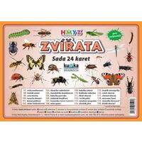 Zvířata hmyz - (sada 24 karet A7)