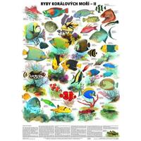 Ryby korálových moří II. - nástěnná tabule ( 67x96 cm bez lišt )