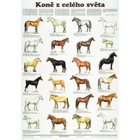 Koně z celého světa - nástěnná tabule ( 67x96 cm bez lišt)