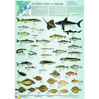 Mořské ryby a paryby - nástěnná tabule ( 67x96 cm bez lišt)
