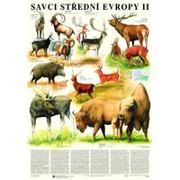 Savci střední Evropy II. - Sudokopytníci - nástěnná tabule ( 67x96 cm bez lišt)
