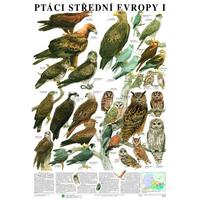 Ptáci střední Evropy I. - nástěnná tabule ( 67x96 cm )