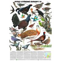 Ptáci střední Evropy IV. - nástěnná tabule ( 67x96 cm )