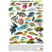 Akvarijní ryby IV. - nástěnná tabule ( 67x96 cm )