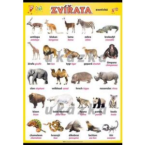 Zvířata - exotická XL - nástěnný obraz /70x100cm/  včetně lišt