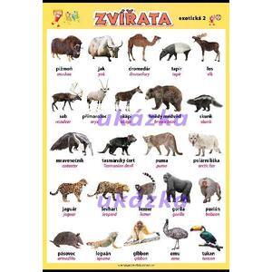 Zvířata - exotická 2 XL - nástěnný obraz /70x100cm/  včetně lišt