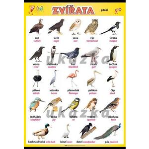 Zvířata - ptáci XL - nástěnný obraz /70x100cm/  včetně lišt