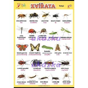 Zvířata - hmyz XL - nástěnný obraz /70x100cm/  včetně lišt