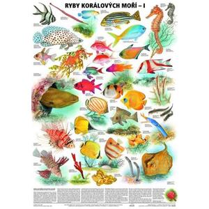 Ryby korálových moří I. - nástěnná tabule ( 67x96 cm bez lišt)