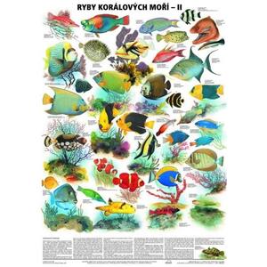 Ryby korálových moří II. - nástěnný obraz ( 67x96 cm bez lišt )