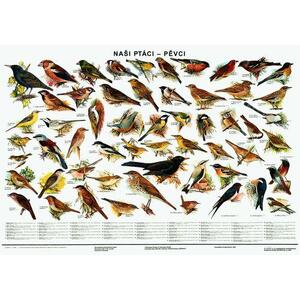 Naši ptáci - pěvci - nástěnný obraz ( 67x96 cm bez lišt )