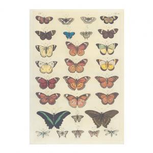 Naši motýli - nástěnný obraz ( 67x96 cm bez lišt )