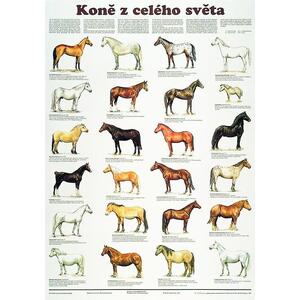 Koně z celého světa - nástěnný obraz ( 67x96 cm bez lišt )