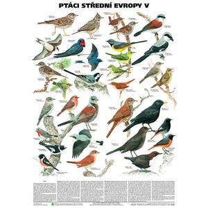 Ptáci střední Evropy V. - pěvci 1 nástěnná tabule ( 67x96 cm )