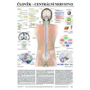 Člověk - Centrální nervstvo - nástěnný obraz ( 67x96 cm bez lišt )